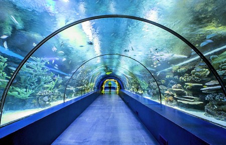Visit the World's Largest Tunnel Aquarium